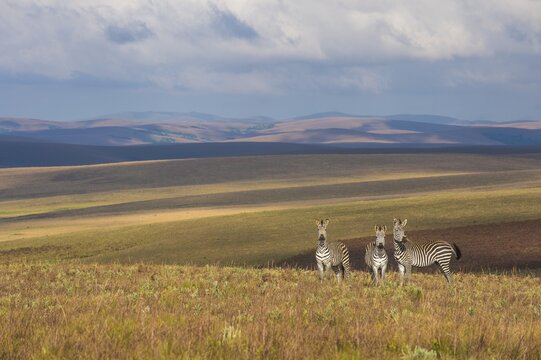 Plains zebras (Equus quagga), Nyika National Park, Malawi