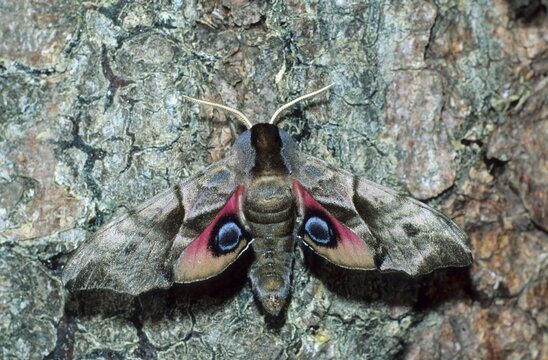 Eyed Hawk-Moth (Smerinthus ocellata)