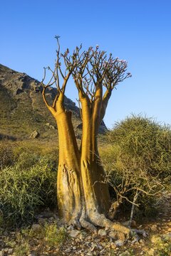 Bottle Tree (Adenium obesum) in bloom, endemic species, Socotra, Yemen