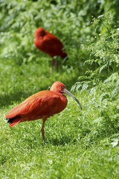 Scarlet Ibis Eudocimus ruber