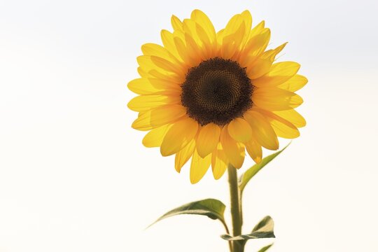 Common sunflower (Helianthus annuus), bright yellow, close-up in front of white background, text free space, Marienm&uuml;nster, Germany