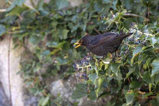 Blackbird (Turdus merula), male, eating the berries of ivy, Stans, Tyrol, Austria
