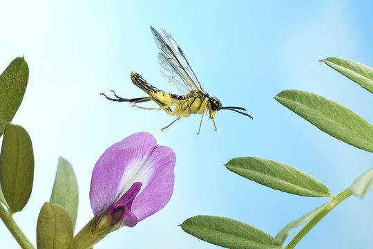Tenthredinidae sp (Tenthredo temula) in flight on purple flower of Common Vetch (Vicia sativa), Germany