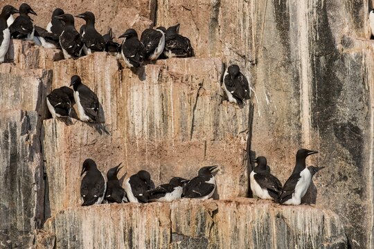 Thick-billed Murres (Uria lomvia), colony on the cliffs of Alkefjellet, Svalbard, Norway