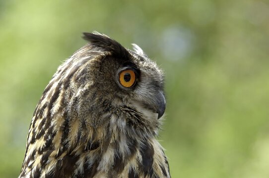 Eagle owl Bubo bubo