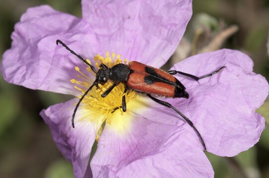 Longhorn Beetle (Leptura cordigera) gathering pollen, Lake Kerkini region, Greece, Europe