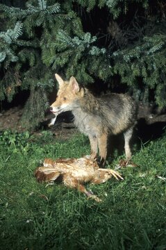 Fox (Vuples vulpes) with a chicken, night shot