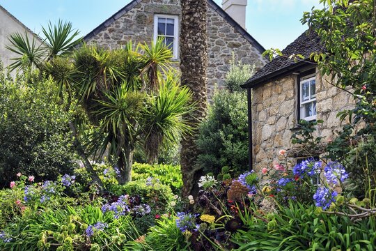 Subtropical vegetation, lush plants in front garden, Hugh Town, St Mary's, Isles of Scilly, Cornwall, England, United Kingdom