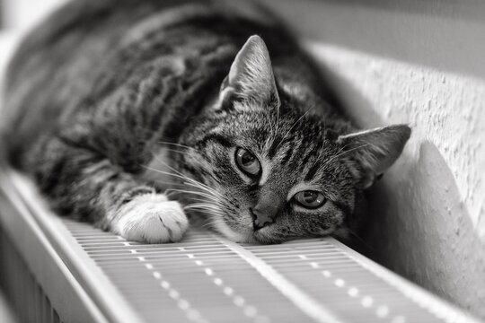 Brown tabby felidae (Felis silvestris catus), lying relaxed on heater and warming itself, eye contact, black and white photo, Germany