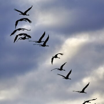 Cranes flying, grey crane (Grus grus), bird migration, silhouettes in the evening sky, Rehdener Geestmoor, Diepholzer Moorniederung, D&uuml;mmer nature park Park, Diepholz, Lower Saxony, Germany