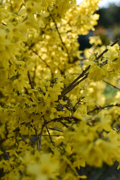 Bright yellow forsythia bush blooming in early spring 