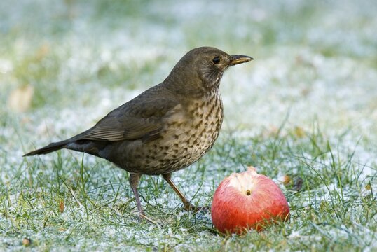 Blackbird (Turdus merula), Schwaz, Tyrol, Austria, Europe