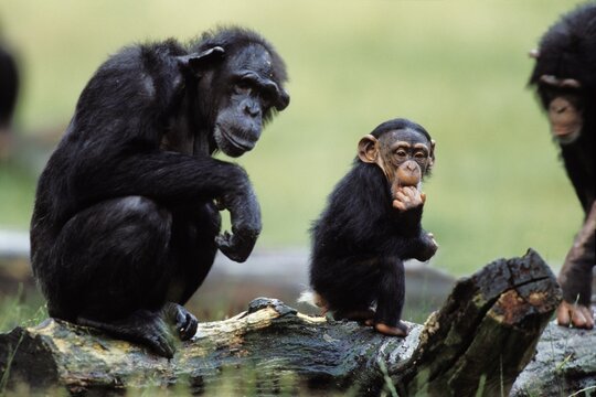 Chimpanzees (Pan troglodytes) with child, Africa