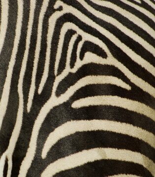 Coat of zebra, grevyzebra, detail