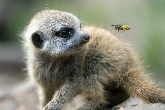 Meerkats (Suricata suricatta), young with wasp in approach, Germany