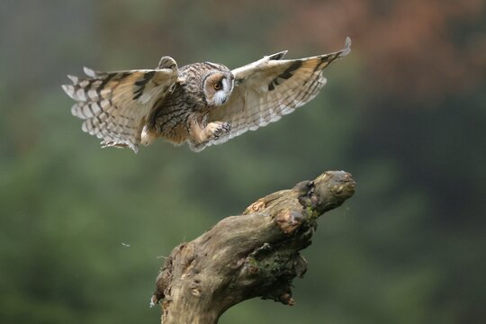 Long-eared owl (Asio otus), flying on a branch, Czech Republic