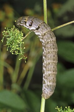 Small Elephant Hawk-moth (Deilephila porcellus), caterpillar feeding on cleaver