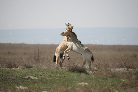 Przewalski's horses (Equus ferus przewalskii), playing young stallions, Burgenland, Austria, Europe