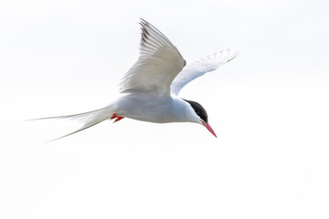 Seeschwalbe im Rüttelflug. © Jochen Mank