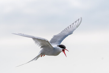 Seeschwalbe im Rüttelflug. © Jochen Mank