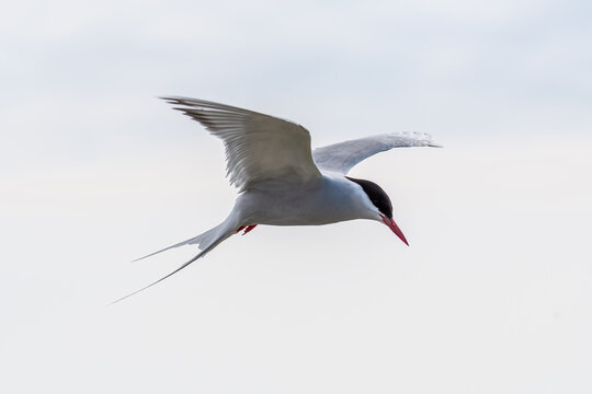 Seeschwalbe im R&uuml;ttelflug.