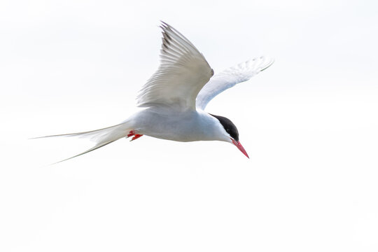 Seeschwalbe im R&uuml;ttelflug.