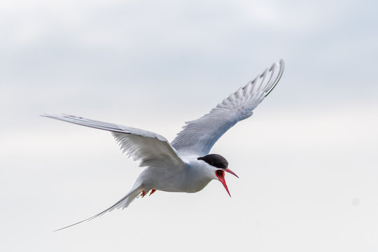 Seeschwalbe im R&uuml;ttelflug.