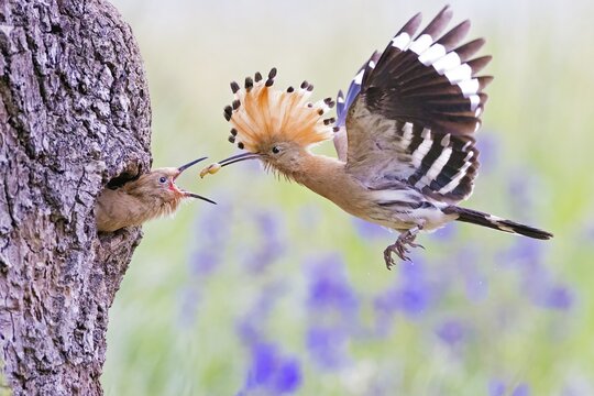 Hoopoe (Upupa epops) feeding its young, Middle Elbe Biosphere Reserve, Saxony-Anhalt, Germany