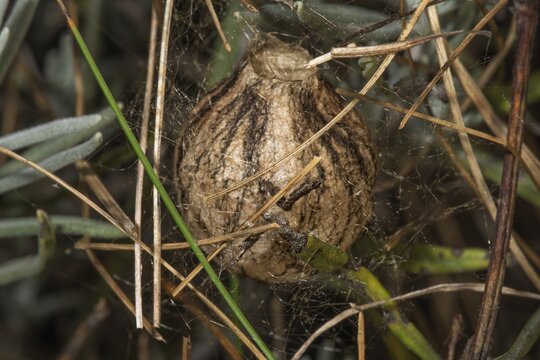 A brown cocoon of the zebra or wasp spider (Argiope bruennichi) embedded in plant fibres and cobwebs, Baden-W&uuml;rttemberg, Germany