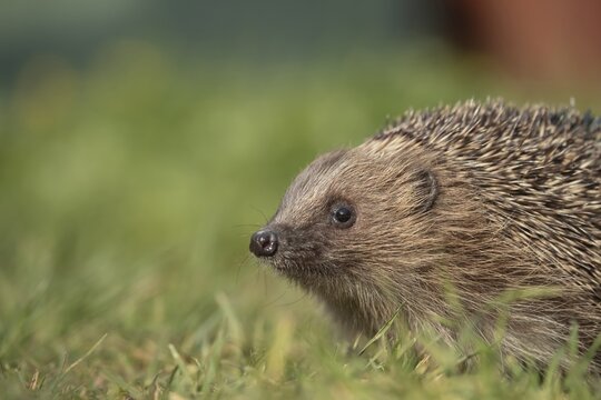 European hedgehog (Erinaceus europaeus) adult animal on a garden grass lawn, Suffolk, England, United Kingdom
