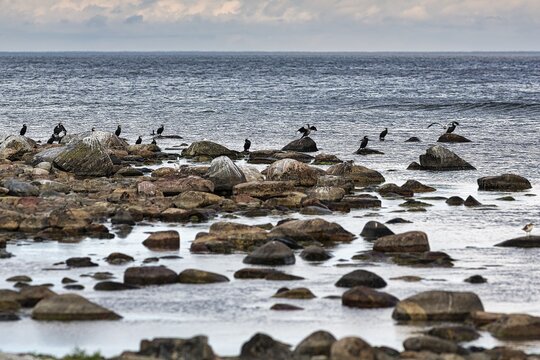 Great cormorant (Phalacrocorax carbo) on the rocky coast, Furilden nature reserve and bird sanctuary in the evening, Furillen Island, near Gotland, Sweden
