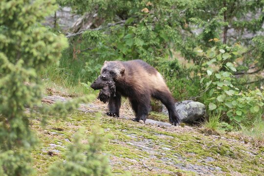 Wolverine or Glutton (Gulo gulo), Sweden, Europe