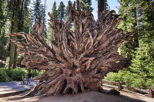 Fallen monarch, root of sequoia (Sequoioideae), giant sequoia (Sequoiadendron giganteum), Mariposa Grove, Yosemite National Park, California, USA