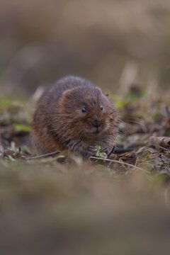 Water vole (Arvicola amphibius) adult animal feeding on a grass river bank, Derbyshire, England, United Kingdom