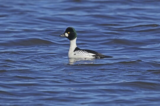 Common goldeneye (Bucephala clangula) male, Central Sweden, Sweden, Scandinavia