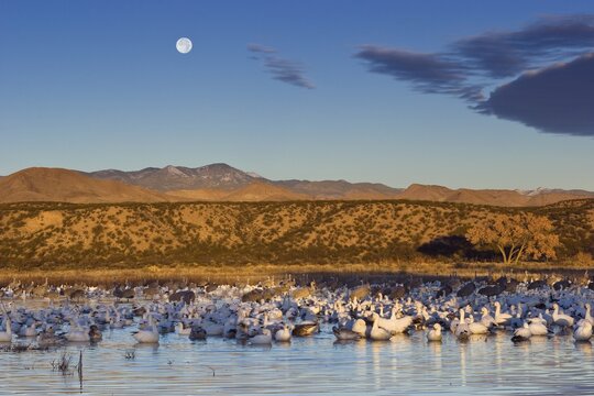 Snow Geese (Anser caeruescens) and Sandhill Cranes (Grus canadensis) at their resting place, sunrise, Bosque del Apache Wildlife Refuge, New Mexico, North America, USA