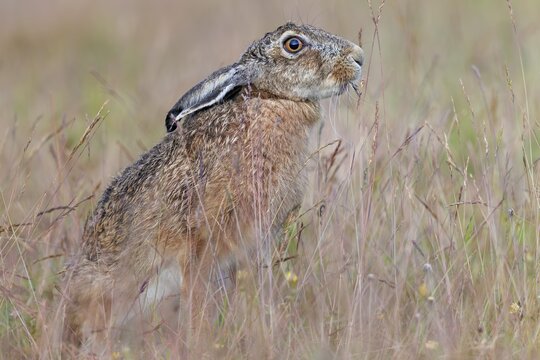 Brown hare (Lepus europaeus) eating a blade of grass, foraging, Germany