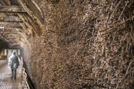 Brushwood bundles in the graduation house, Bad Salzungen, Thuringia, Germany