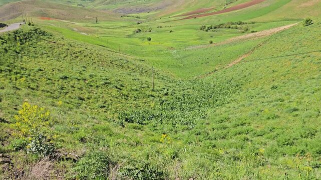 Rolling green hills with a winding road under bright blue sky and soft white clouds, showcasing peaceful spring countryside scenery.
📍 Marivan, Kurdistan, Iran 