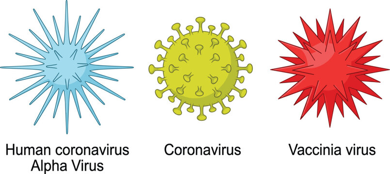 Medical illustration of Human Coronavirus, Alpha Virus, and Vaccinia virus structures isolated on white background, scientific vector