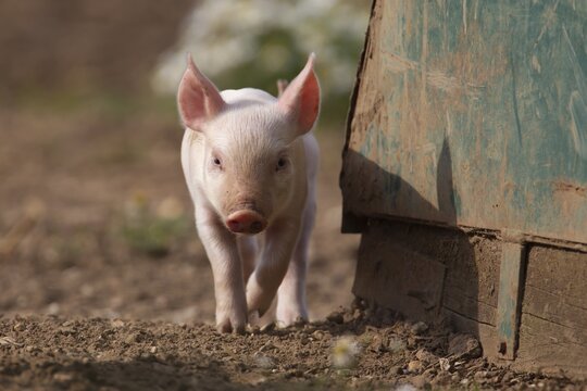 Pig (Sus domesticus) juvenile piglet standing by pigsty in a farm field, Suffolk, England, United Kingdom