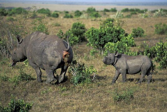 Black Rhino with baby shitting ( Diceros bicornis)