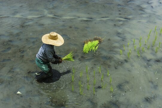 Worker in rice field, Banaue, Northern Luzon, Philippines