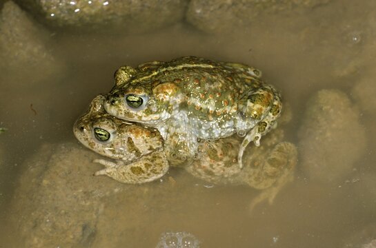 Natterjack Toads (Bufo calamita), pair before spawning