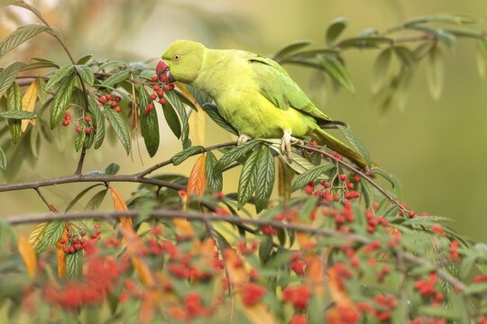 Rose-ringed parakeet (Psittacula krameri) in a shrub, eating red berries, foraging, free-living, Baden-W&uuml;rttemberg, Germany