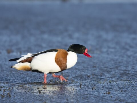 Shelduck (Tadorna tadorna), Texel, Province of North Holland, The Netherlands