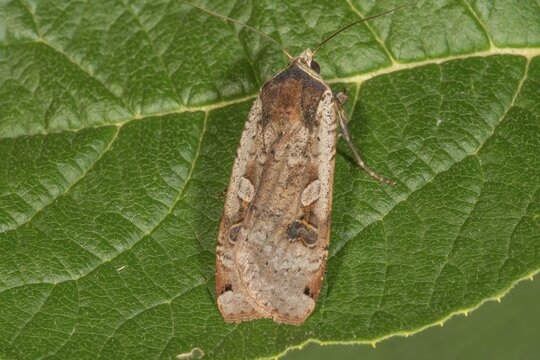 House moth (Noctua pronuba) on a green leaf with veins visible, Baden-W&uuml;rttemberg, Germany