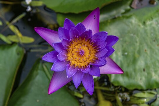 Blooming flowers, Kisantu botanical gardens, Kisantu, DR Congo