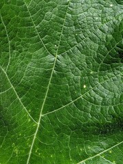 Obraz premium green leaf texture