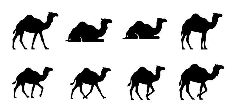 Camel Silhouettes Collection: Dromedary and Bactrian Poses, Desert Wildlife Icons, Vector Graphics for Travel and Nature Designs